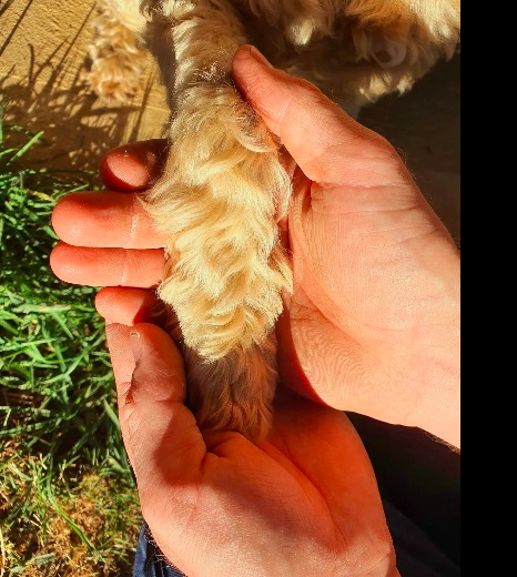 A dog’s paw gently held in two hands outdoors