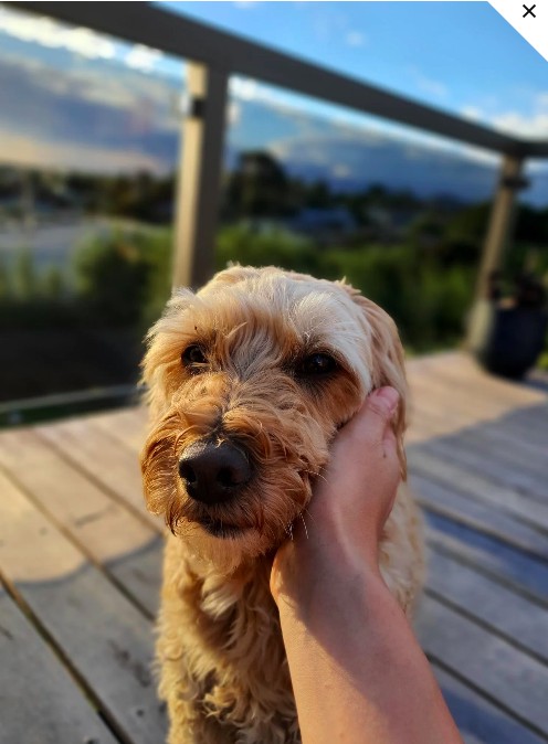 Dog being gently handled during a home visit