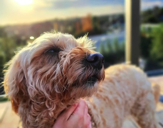 A senior dog being gently comforted at home